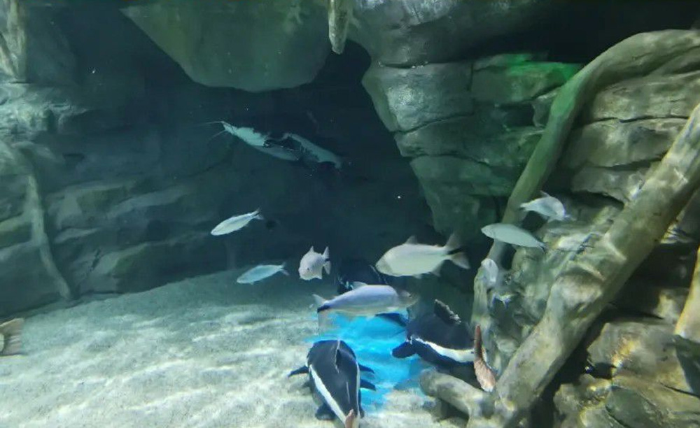 如何解決海洋館空氣潮濕問題？